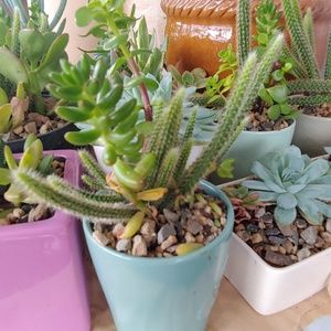 Succulent Arrangements